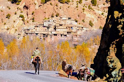  Sidi El Hadi - An Exuberant Rhythmic Journey Through Ancient Berber Traditions